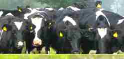 Colkirk Cows